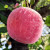 妮姬烟台脆甜红富士苹果 5\/9斤当季新鲜水果 新鲜栖霞特产脆甜丑萍果 5斤