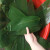 稀壤新鲜粽叶自然生长农家箬竹叶中大号包端午粽子用 (中大6-8cm)100片