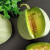 武鲜森绿宝石甜瓜小籽香瓜脆甜多汁时令生鲜产地直发 4.5斤大果5-6个