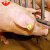 RFID电子猪耳标超高频6c动物射频芯片感应标签VIKITEK无源智慧畜牧业牧场动物识别管理UHF 1个