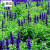 蓝萼粉萼鼠尾草种子花籽花卉种子野花草花野花组合种子 半斤