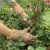 剥栗子手套 牛皮防刺手套 园林园艺修剪 玫瑰月季花椒刺剥板 长度25cm颜色随机
