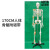85cm人体骨骼模型170cm全身成人骨架人体模型小骷髅教学脊椎模型 170CM骨骼附半边韧带
