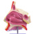 动力瓦特 鼻腔鼻咽喉解剖模型 耳鼻喉科鼻腔鼻子结构教学模型 鼻腔无支架 