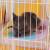 迪熊先生 猫笼平台垫脚垫吊床猫笼用品 粉色小熊吊床