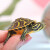 火焰龟长寿宽纹观赏乌龟活体乌龟活物深水龟宠物龟小宠龟 7-8厘米