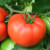 寿禾 粉果番茄种子老品种西红柿大果粉冠秧苗毛粉春夏季洋柿子蔬菜苗 水果大番茄种子 10粒