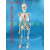85cm人体骨骼模型骨架人体模型 成人小骷髅教学模型 脊椎全身模型 G款85CM悬挂式骨骼附韧带及着色