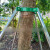 千惠侬镀锌钢管树木支撑架 金属铁抱箍固定器 园林绿化防风大树撑杆 3米绿色40管1.2mm厚支架