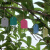 安赛瑞 PVC植物吊牌（1000张）彩色标签吊签牌花卉园艺塑料小挂牌防水标签 白色 6×4cm  530335