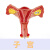 动力瓦特 子宫解剖模型 女性人体生殖系统教学模型 卵巢子宫妇科生殖科教具 女性卵巢子宫 