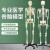 医学骨骼模型170CM人体骨骼模型教学模型 骨架解剖关节教学模型 170CM骨骼（无神经款）