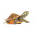 火焰龟长寿宽纹观赏乌龟活体乌龟活物深水龟宠物龟小宠龟 2.2斤-2.5斤