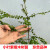 欧洲品质盆景紫檀树苗四季观叶耐寒常绿植物名贵盆栽好养苗木花卉 5颗树苗40-50厘米高_ 不含盆