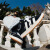 adidas「面包鞋」CAMPUS 00s经典运动滑板鞋男女阿迪达斯三叶草 黑/白 35.5(215mm)