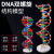DNA双螺旋结构模型大号高中分子结构模型60cmJ33306脱氧核苷酸链碱基对遗传基因染色体双链生物 DNA模型拼装材料