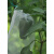 供应尼龙网袋种子袋浸种育种袋纱网袋防虫袋果树套袋火龙果袋蛇袋 75x55cm