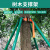 企桥 环卫树木支撑架 大树支撑绑带支架固定器树木支撑杆 1.5米32管1.0MM厚4脚（25*1米绑带）绿色2套起订