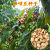 彩艺莲咖啡树种子 咖啡豆种子 小粒咖啡树苗 卡蒂姆CATIMOR 发芽率很高 咖啡种子10粒