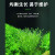疯狂水草（FKSC）鱼缸造景活体植物装饰牛毛草种子套餐 碗莲种子【30颗】