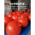 浮球航标警示标志障碍球航道水上浮标浮球塑料双耳海上水上漂浮球 400mm双耳25kg浮力