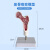 动力瓦特 人体骨质疏松解剖模型 股骨病变模型 