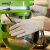 爱马斯(AMMEX) 一次性橡胶乳胶手套餐饮美容手套工业食品实验室手术口腔牙科劳保家务1盒/100只 独立灭菌袋装(100袋/盒) L