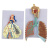 蓝蝶（Blue butterfly）肺泡放大模型 人体肺组织结构模型 肺部解剖教学实验仪器材 肺泡放大模型（浮雕款） 