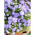 丹麦重瓣风铃草盆栽开花植物室内阳台花卉四季好养活花苗鲜花绿植 紫苑A级 重瓣 不含盆