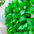 谋福（CNMF）仿真葡萄叶花藤条 吊顶装饰缠绕绿植塑料葡萄花藤蔓(90片葡萄叶5条装)