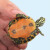 火焰龟长寿宽纹观赏乌龟活体乌龟活物深水龟宠物龟小宠龟 2.2斤-2.5斤