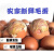 十里馋活珠子 30枚毛鸡蛋新鲜生的活珠子营养鸡胚蛋13天烧烤专用