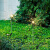 新款蒲公英太阳能户外灯庭院花园布置防水草地草坪灯阳台露台装饰 暖光-蒲公英-8只装