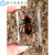 真实昆虫标本透明树脂创意小摆件幼儿园教学观察玩具蝎子蜘蛛甲虫 红腿金龟子