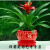 鲜花鸿运当头盆景室内植物红花卉盆栽绿植凤梨阳台办公客厅 20厘米高含小红福盆 不含盆
