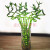 森岳 水培富贵竹 绿植盆栽植物盆栽花瓶  圆柱 玻璃花瓶 高20CM 不含盆