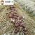 穆淳傲SMMIO赤菇新款巧克力色大球盖菇古田赤松茸菌种蘑菇种植包农技指 8包