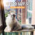 SUPERDESIGN猫吊床猫咪吊床窗户猫晒太阳挂床阳台猫窝夏季吸盘式玻璃猫床用品 灰色透气网布款-吸盘固定 加大款30*52CM(可折叠)