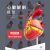 人体心脏模型心脏搭桥模型心内科心脏解剖教学模型自然大心脏 3倍心脏(39个标识)