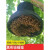 蜜蜂收蜂笼野外诱蜂收蜂工具收蜂袋招蜂笼捕蜂蜂具引蜂诱蜂