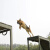 晟兵 断桥训犬跨越跳台野外犬类训练器材飞跃台