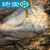 SHXI广东珠海特产咸鱼干自晒白蕉鲈鱼干海鲈鱼干货去内脏袋装250/ 500/克(2-3条)