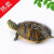 火焰龟长寿宽纹观赏乌龟活体乌龟活物深水龟宠物龟小宠龟 7-8厘米