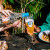 VEDETT白熊比利时原装进口精酿啤酒玫瑰果味女士酒果味酒精酿小麦白啤 750mL 6瓶 超级白熊