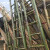 竹梯直梯工程电力直梯工程梯子幼儿园攀爬竹梯子B 6米长清漆防裂防腐