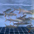 迎春鸟黄金猛鱼大型加拉辛猛鱼白金猛鱼黄金河虎鱼观赏鱼热带淡水鱼活体 泰庞海鲢18-20cm