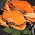 【活鲜】青蟹三门县鲜活螃蟹一斤一只大公蟹肉蟹菜鲟海鲜螃蟹礼盒 2只大母膏蟹共2斤【1只1斤左右】