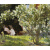 少屿Kroyer克罗耶白玫瑰花丛北欧客厅装饰画餐厅卧室挂画花园无框油画 白玫瑰 157058049242089102