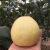 格沃斯（GEWOSI）梨山西贡梨新鲜水果脆甜果园直发10/5/3斤批发 精品大果80--90毫米 5斤净果