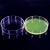 海斯迪克 HKQS-150 加厚玻璃培养皿高硼硅细胞培养皿透明平皿 90mm(10个)